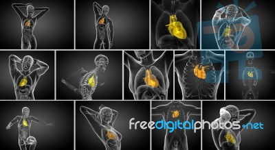 3d Rendering Medical Illustration Of A Human Heart Stock Image