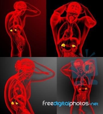 3d Rendering Medical Illustration Of The Adrenal Stock Image