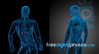 3d Rendering Medical Illustration Of The Adrenal Stock Image