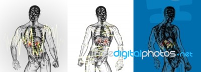 3d Rendering Medical Illustration Of The  Adrenal  Pain Stock Image