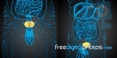 3d Rendering Medical Illustration Of The Bladder Stock Image