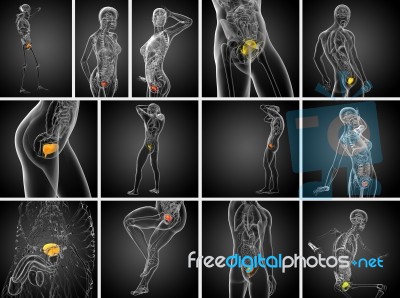 3d Rendering Medical Illustration Of The Bladder Stock Image