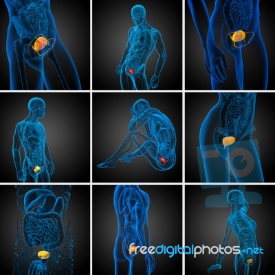 3d Rendering Medical Illustration Of The Bladder Stock Image