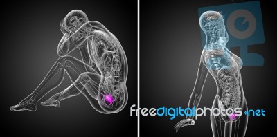 3d Rendering Medical Illustration Of The Bladder Stock Image