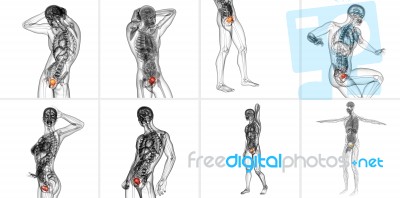 3d Rendering Medical Illustration Of The Bladder Stock Image