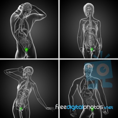 3d Rendering Medical Illustration Of The Bladder Stock Image