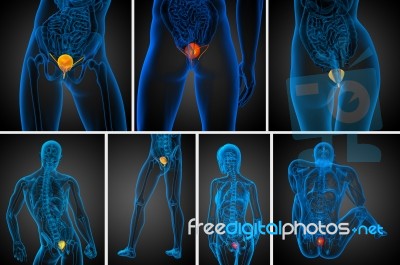 3d Rendering Medical Illustration Of The Bladder Stock Image