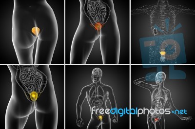 3d Rendering Medical Illustration Of The Bladder Stock Image