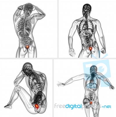 3d Rendering  Medical Illustration Of The Bladder Stock Image