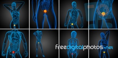 3d Rendering Medical Illustration Of The Bladder Stock Image