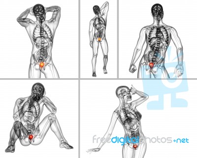 3d Rendering Medical Illustration Of The Bladder Stock Image