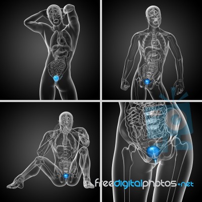 3d Rendering Medical Illustration Of The Bladder Stock Image