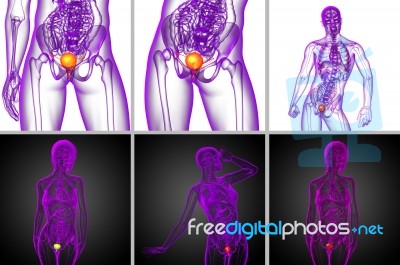 3d Rendering Medical Illustration Of The Bladder Stock Image