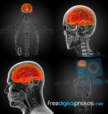 3d Rendering Medical Illustration Of The Brain Stock Image