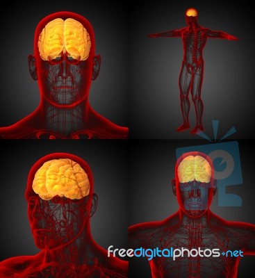 3d Rendering Medical Illustration Of The Brain Stock Image