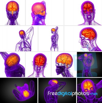 3d Rendering Medical Illustration Of The Brain Stock Image