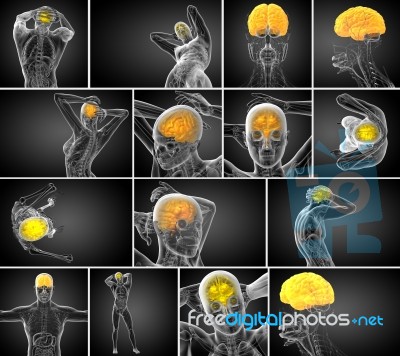 3d Rendering Medical Illustration Of The Brain Stock Image