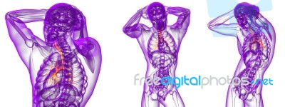 3d Rendering Medical Illustration Of The Bronchi Stock Image