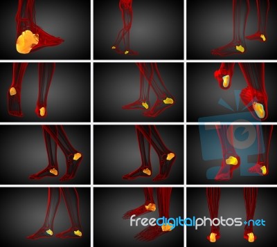 3d Rendering Medical Illustration Of The Calcaneus Bone Stock Image