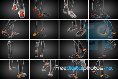 3d Rendering Medical Illustration Of The Calcaneus Bone Stock Image