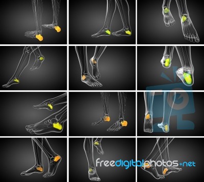 3d Rendering Medical Illustration Of The Calcaneus Bone Stock Image