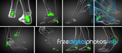 3d Rendering Medical Illustration Of The Calcaneus Bone Stock Image