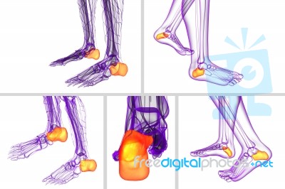 3d Rendering Medical Illustration Of The Calcaneus Bone Stock Image