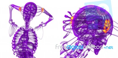 3d Rendering Medical Illustration Of The Carpal Bone Stock Image