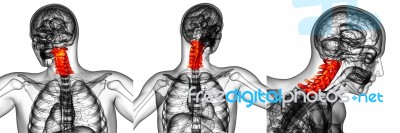 3d Rendering Medical Illustration Of The Cervical Spine Stock Image