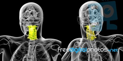 3d Rendering Medical Illustration Of The Cervical Spine Stock Image