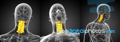 3d Rendering Medical Illustration Of The Cervical Spine Stock Image