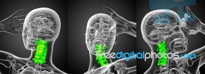 3d Rendering Medical Illustration Of The Cervical Spine Stock Image