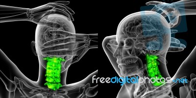 3d Rendering Medical Illustration Of The Cervical Spine Stock Image