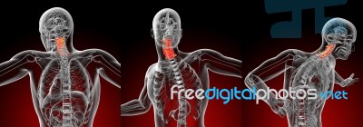 3d Rendering Medical Illustration Of The Cervical Spine Stock Image