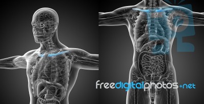 3d Rendering Medical Illustration Of The Clavicle Bone Stock Image