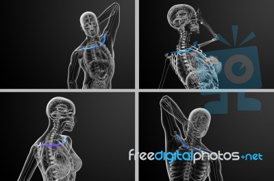 3d Rendering Medical Illustration Of The Clavicle Bone Stock Image