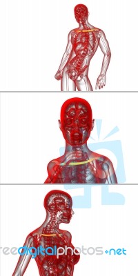 3d Rendering  Medical Illustration Of The Clavicle Bone Stock Image