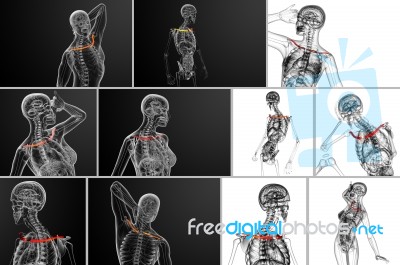 3d Rendering Medical Illustration Of The Clavicle Bone Stock Image