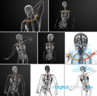 3d Rendering Medical Illustration Of The Clavicle Bone Stock Image