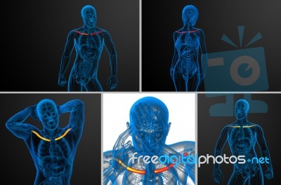 3d Rendering  Medical Illustration Of The Clavicle Bone Stock Image