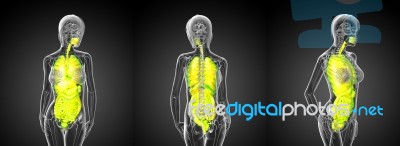 3d Rendering Medical Illustration Of The Digestive System And Re… Stock Image