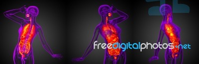 3d Rendering Medical Illustration Of The Digestive System And Re… Stock Image