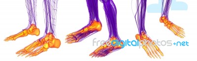 3d Rendering Medical Illustration Of The Feet Bone Stock Image