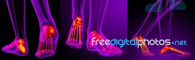 3d Rendering Medical Illustration Of The Feet Bone Stock Image