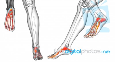 3d Rendering Medical Illustration Of The Feet Bone Stock Image