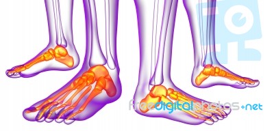 3d Rendering Medical Illustration Of The Feet Bone Stock Image