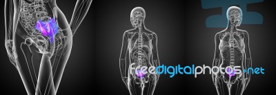 3d Rendering Medical Illustration Of The Female Sacrum Bone Stock Image