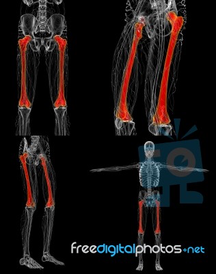 3d Rendering Medical Illustration Of The Femur Bone Stock Image