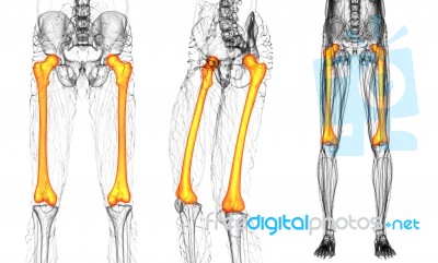 3d Rendering Medical Illustration Of The Femur Bone Stock Image