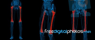 3d Rendering Medical Illustration Of The Femur Bone Stock Image